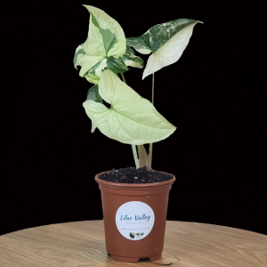 Full Highly Variegated Syngonium Vine Podophyllum Albo Houseplant Plant 9cm Pot